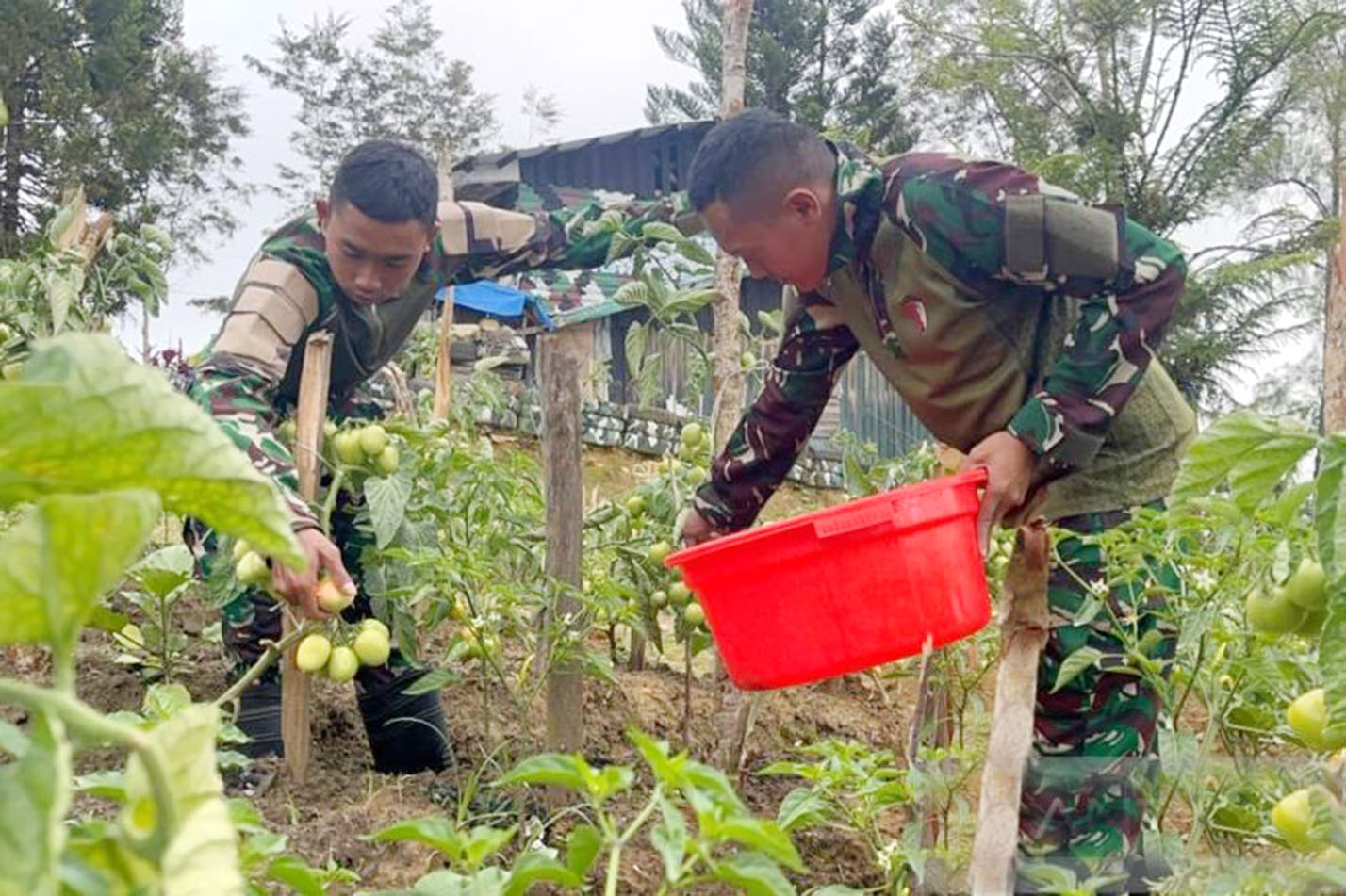 Satgas Yonif 521/DY Dorong Ketahanan Pangan di Napua Jayawijaya