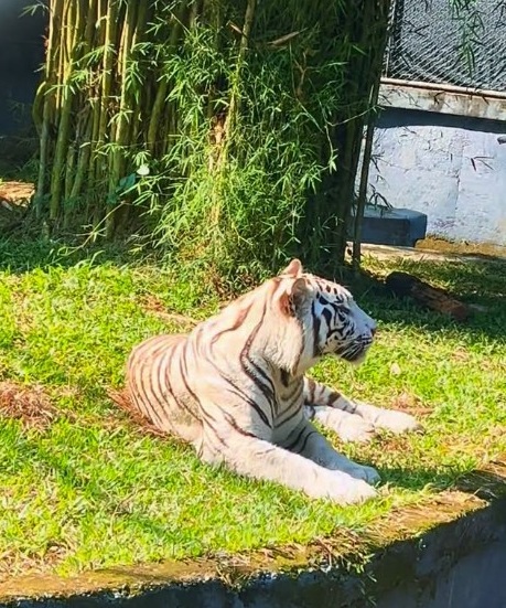 Pemprov Jambi akan Tambah Koleksi Harimau Sumatera di Taman Rimbo Zoo