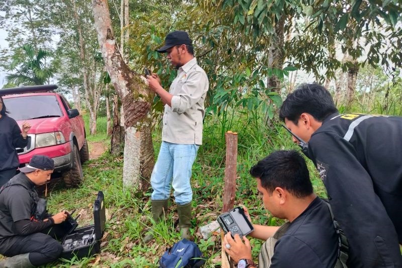 Harimau Sumatera Muncul di Agam, BKSDA Sumbar Kerahkan Tim Gabungan untuk Penanganan