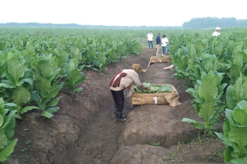 Bangkitkan Lagi Kejayaan Tembakau Deli, PTPN Siapkan 500 Hektare Lahan di Sumut