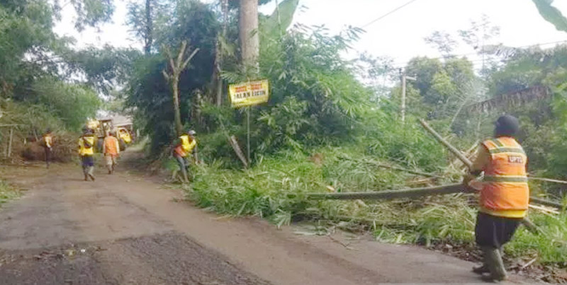 Jalur Bandung-Cianjur Terputus Akibat Pohon Tumbang, BPBD Lakukan Penanganan Cepat