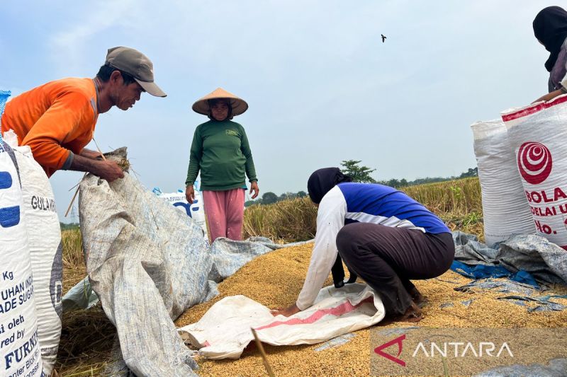 Luar Biasa! Menko Pangan Tegaskan Indonesia Tak Impor Beras pada Tahun Ini