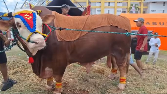 Berbobot 1.405 Kg, Sapi Sapu Jagat dari Mojokerto Cetak Rekor Nasional