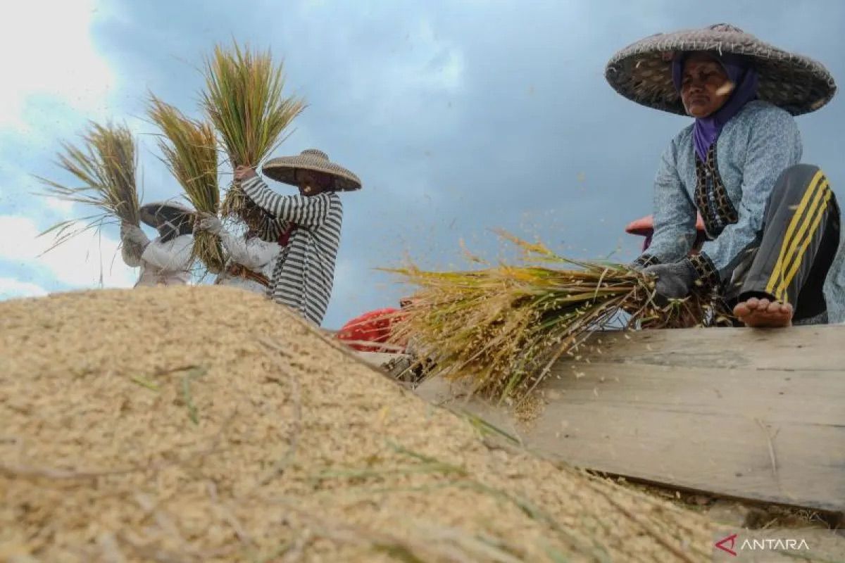 BPS: Produksi Beras 2025 Diperkirakan Tembus 34,77 Juta Ton