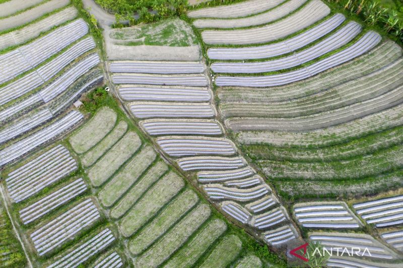 Di Tengah Modernisasi, Sektor Tetap Jadi Penopang Utama Serapan Tenaga Kerja Nasional