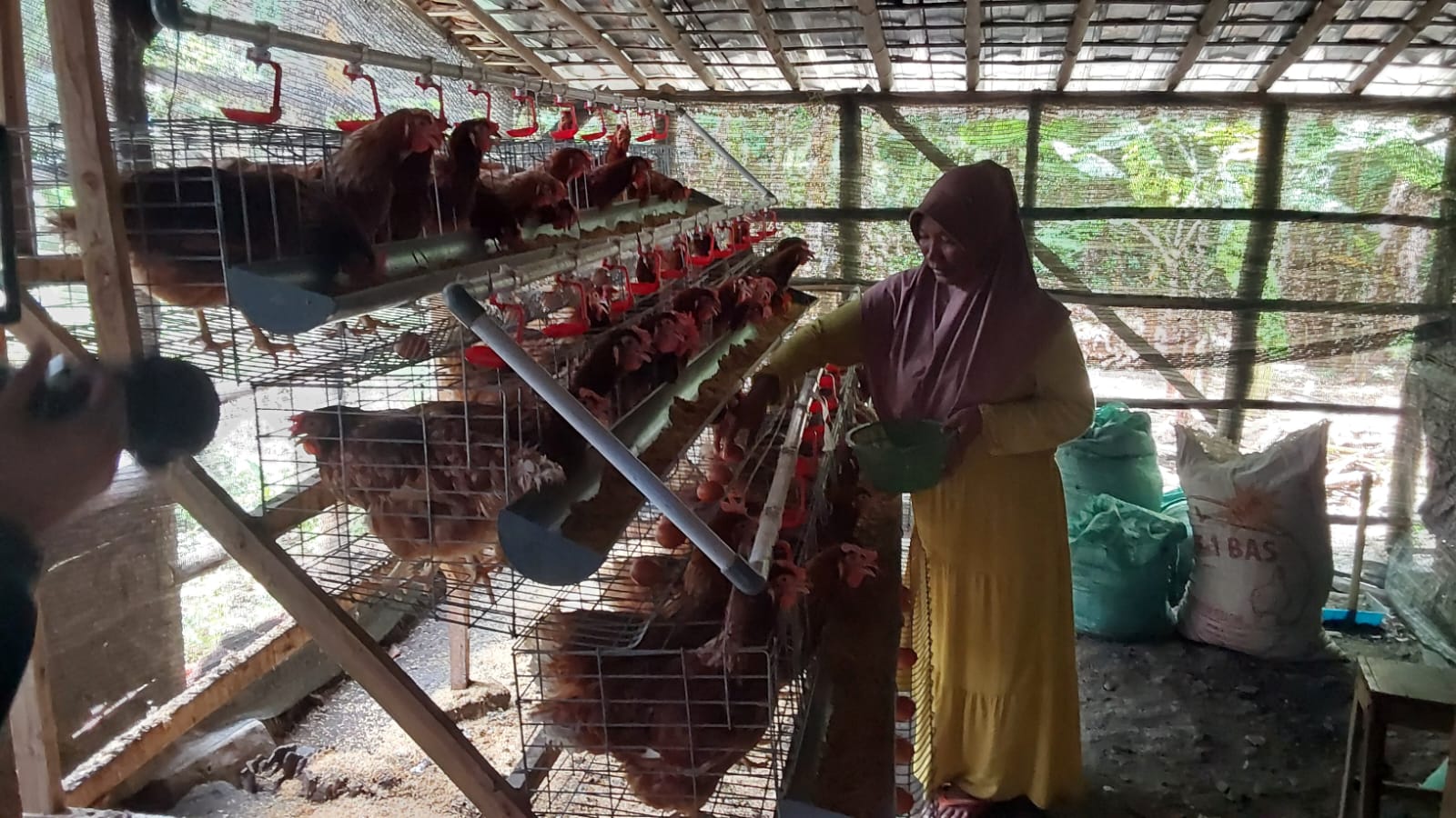 EMCL Dukung Program Penguatan Ekonomi Keluarga Pra-Sejahtera Dengan Ternak Ayam Petelur