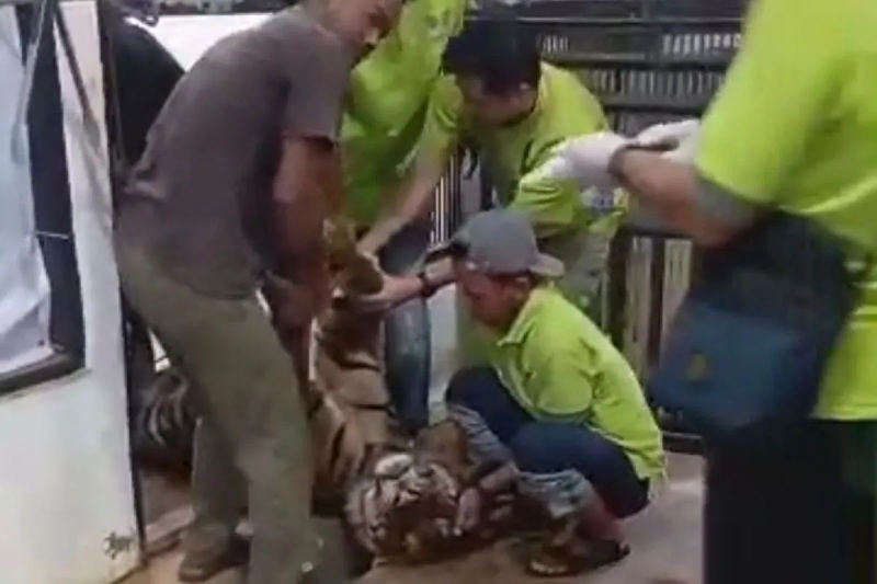 Harimau Sumatra Mati di Lembah Hijau Lampung, BKSDA: Alami Perdarahan Otak Akibat Benturan Benda Tumpul