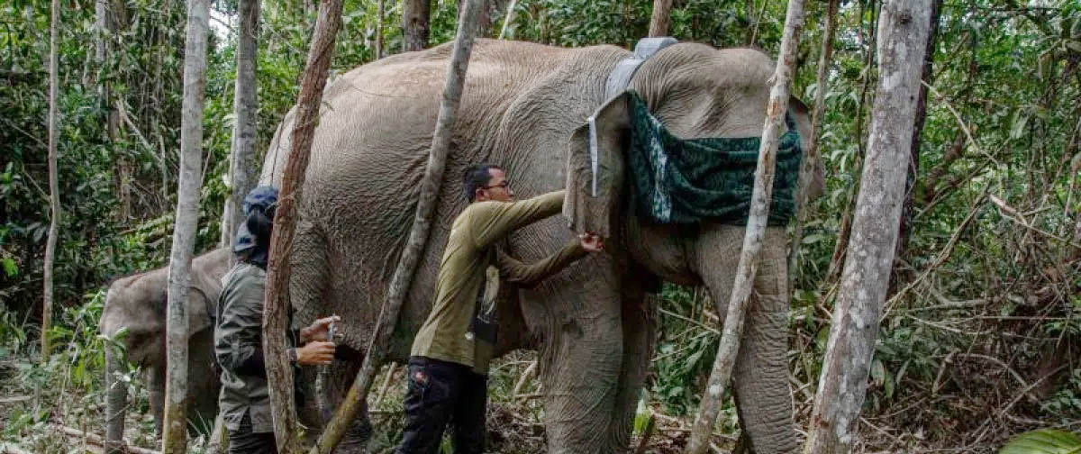 Balai Besar KSDA Riau Pasang Kalung GPS pada Gajah Liar di Pelalawan