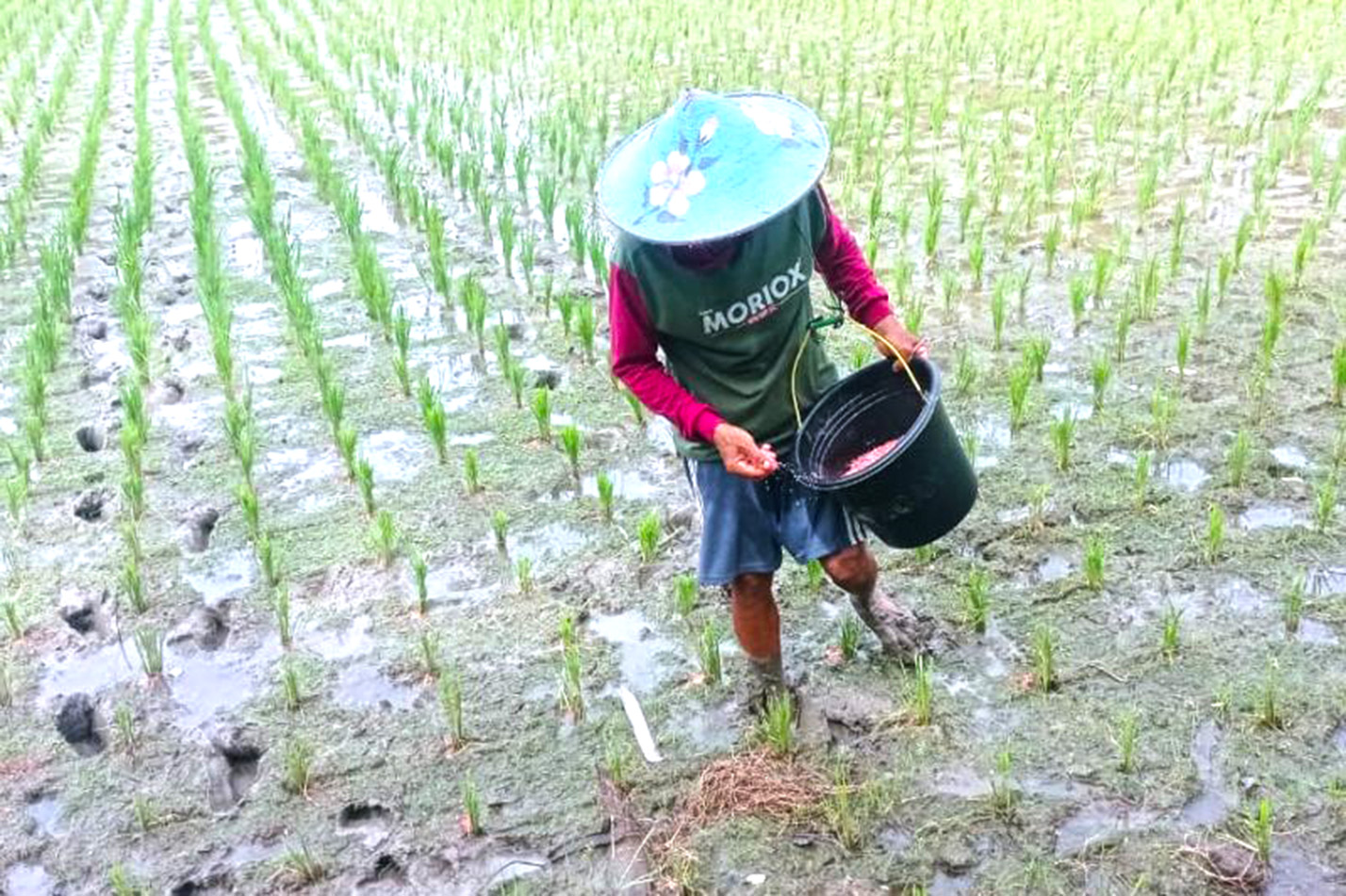 Petani Lebak Semangat Bertani Usai Harga Pupuk Subsidi Turun 