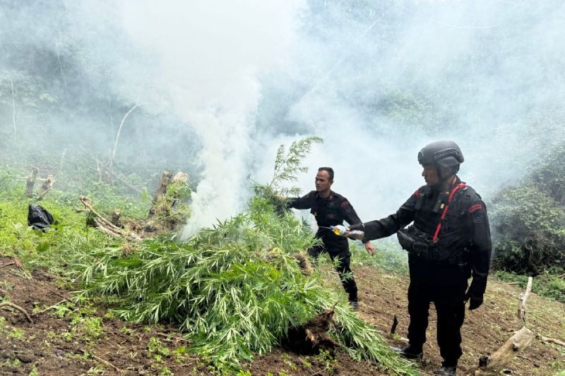 Brimob Sumut Musnahkan 10 Hektare Ladang Ganja di Mandailing Natal