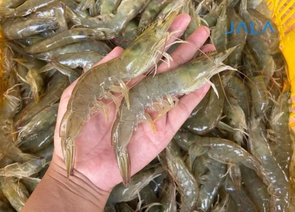 Cesium Benar-benar Meruntuhkan Komoditas Indonesia untuk Udang dan Cengkeh. Walmart Siap Bantu Memulihkan