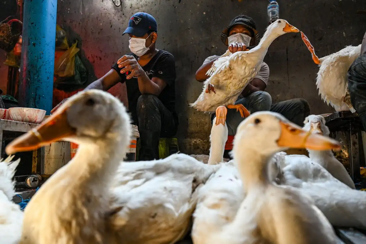 Flu Burung Renggut Nyawa Seorang Pemuda di Kamboja