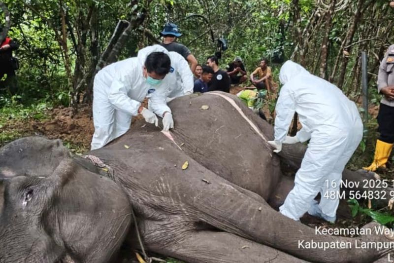 Gajah Betina Berusia 45 Tahun Mati di Taman Nasional Way Kambas