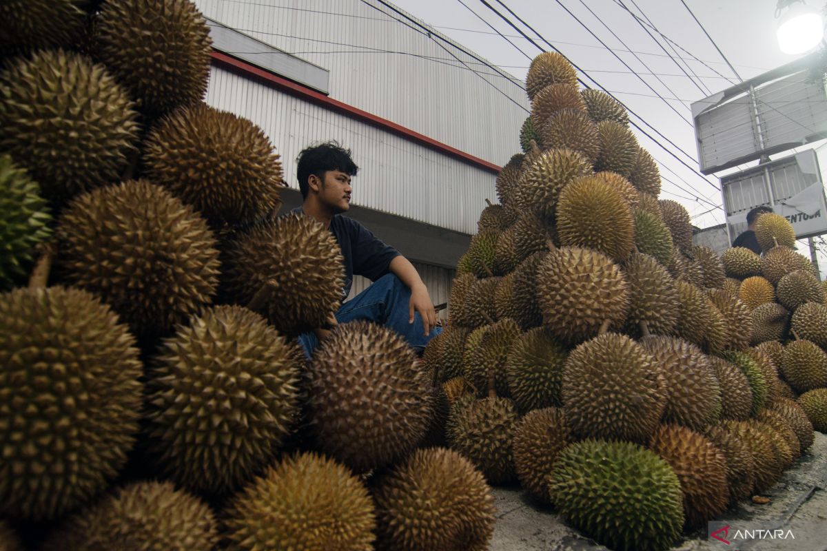 Parigi Moutong Genjot Ekspor Durian ke Tiongkok, Mumpung Durian Vietnam Dihentikan Masuk Tirai Bambu