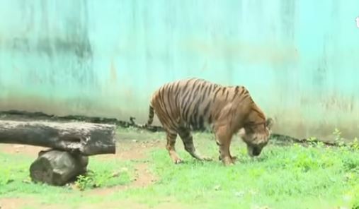 Harimau Kurus yang Viral Ternyata Milik Gubernur Pramono