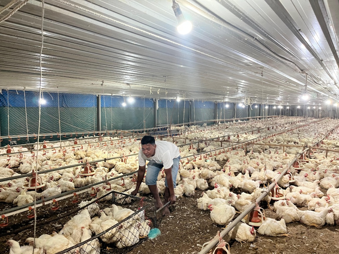  Dorong Kemandirian Protein Hewani, Pemerintah Bangun Industri Perunggasan Terintegrasi