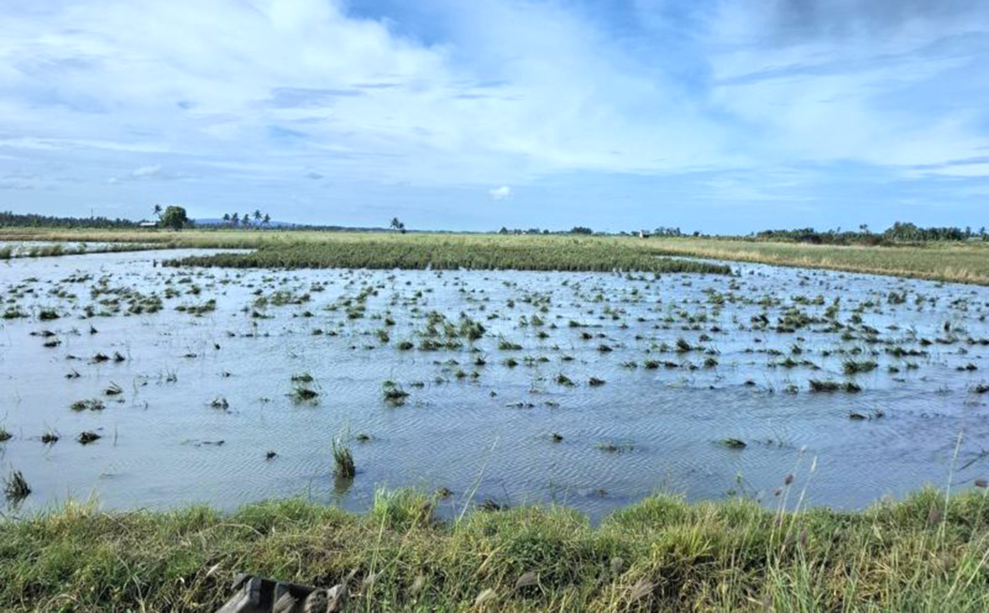 BPBD Lampung Imbau Petani Mitigasi Curah Hujan Tinggi Cegah Puso