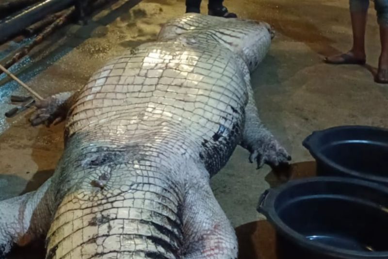 Buaya Raksasa Sungai Undan Riau Mati Usai Dirawat Akibat Lecet pada Kaki dan Tangan