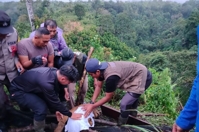 Harimau Sumatera Terjerat di Koto Tabang, Tim BKSDA Bergerak Cepat Lakukan Penyelamatan