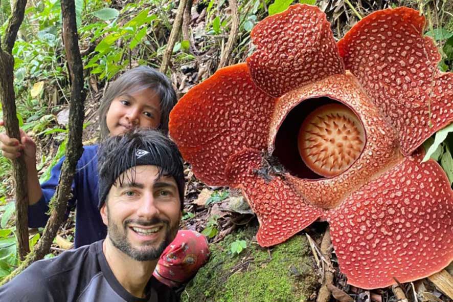 Dua Bunga Rafflesia Arnoldii Mekar Sempurna di Rejang Lebong
