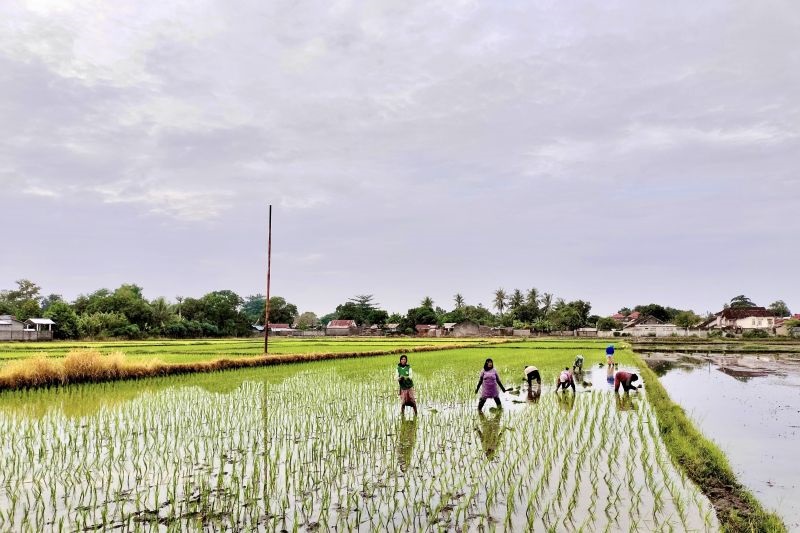 Warga Kolaka Didorong Maksimalkan Lahan untuk Perkuat Swasembaga Beras