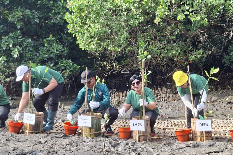 Bank Indonesia Tanam 1.000 Pohon Mangrove di Teluk Benoa, Total 37 Ribu Pohon untuk Kurangi Emisi Karbon