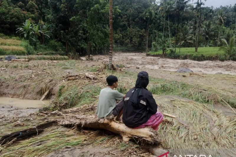 Padang Pariaman Dilanda Cuaca Ekstrem, 341 Ha Sawah dan Lahan Jagung Terkena Dampak