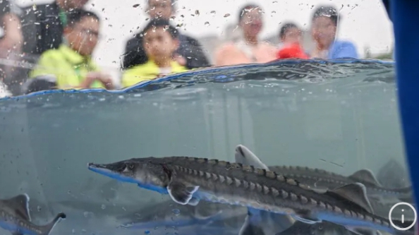 Tiongkok Kembangbiakkan Ikan Langka Sturgeon Generasi ke-3 Secara Buatan