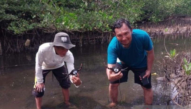 IPB Tebar Kepiting Bakau di Pantai Senggalong Anambas, Riau