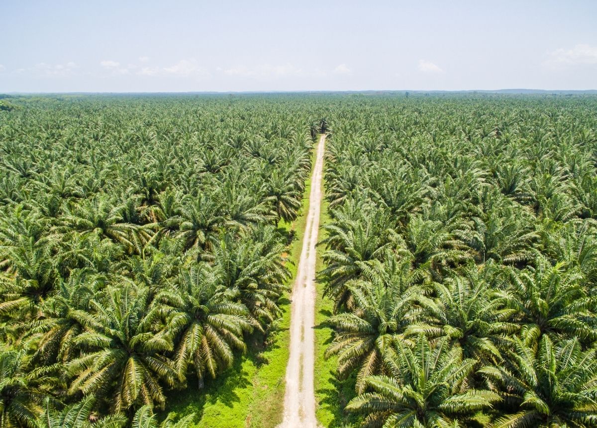 Seberapa Luas Perkebunan Kelapa Sawit di Sumatera?