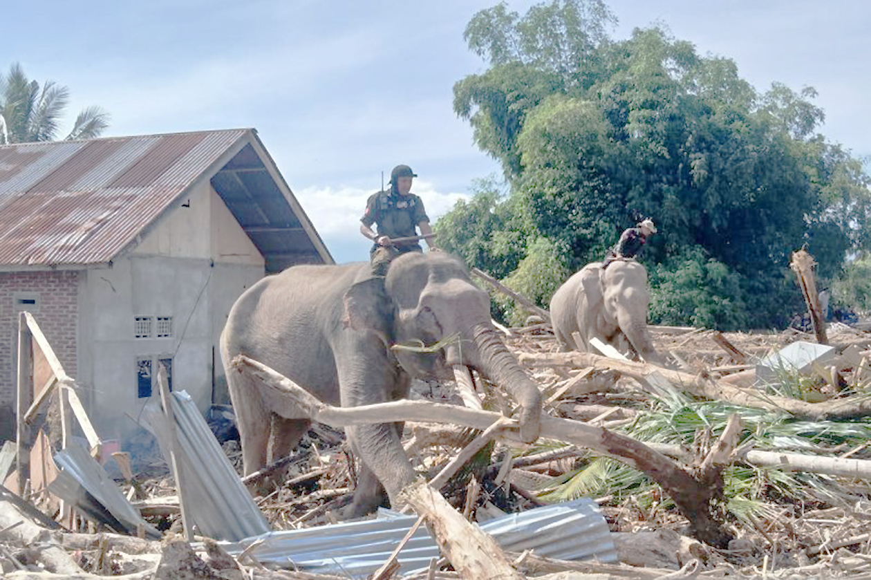 Dulu Selamatkan Korban Tsunami, Kini Gajah-Gajah Ini Kembali Bantu Bencana Aceh