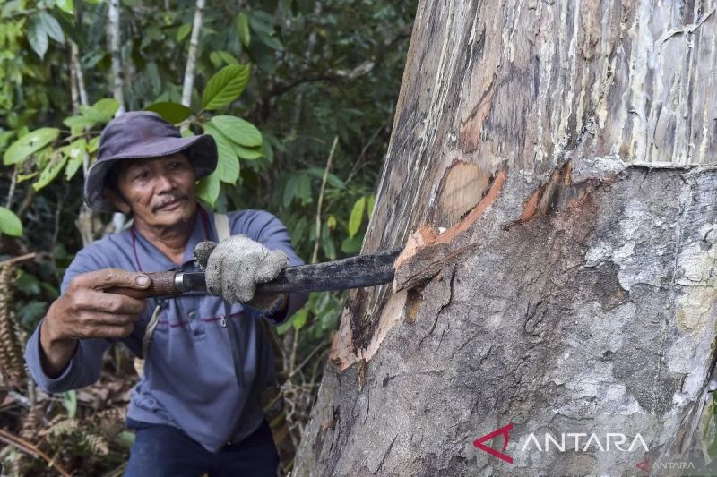 Guru Besar IPB Bongkar Fakta: Perhutanan Sosial Baru Dikelola Separuh, Potensi Besar Terbuang!