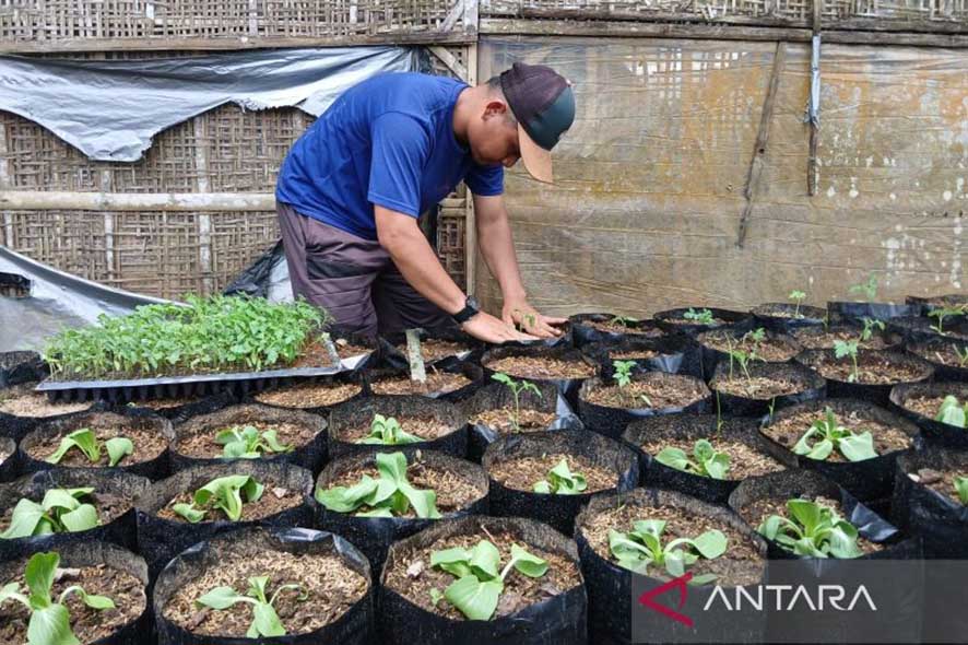 Mewujudkan Ketahanan Pangan dengan Menanam Sayuran di Pekarangan