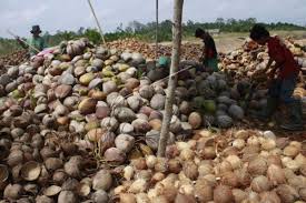 Target Presiden: Produk Pertanian RI Tak Lagi Jadi Penonton di Pasar Global!