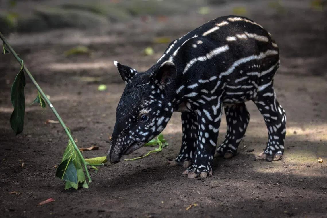 Pemberian Pakan Satwa Bandung Zoo Kewajiban Kemenhut