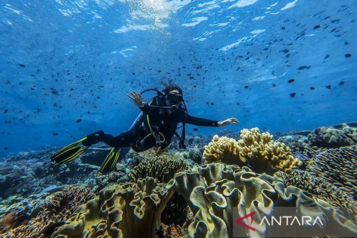 Buku "Wonderful Indonesia Diving Directory" Jadi Rujukan bagi Wisatawan dan Penyelam Profesional