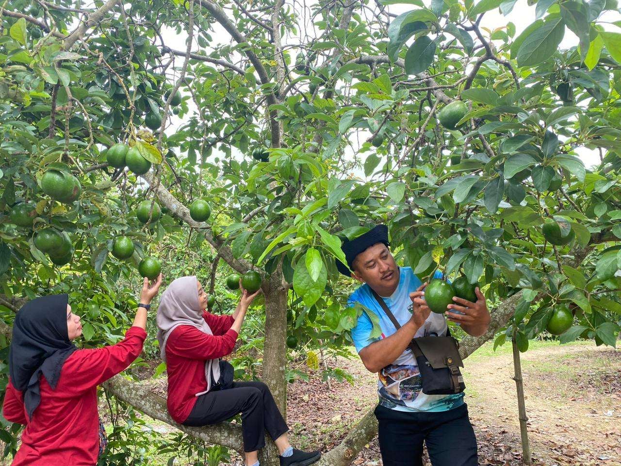Inovasi Transmigrasi: Agrowisata Alpukat Angkat Potensi Tanjung Banun Batam