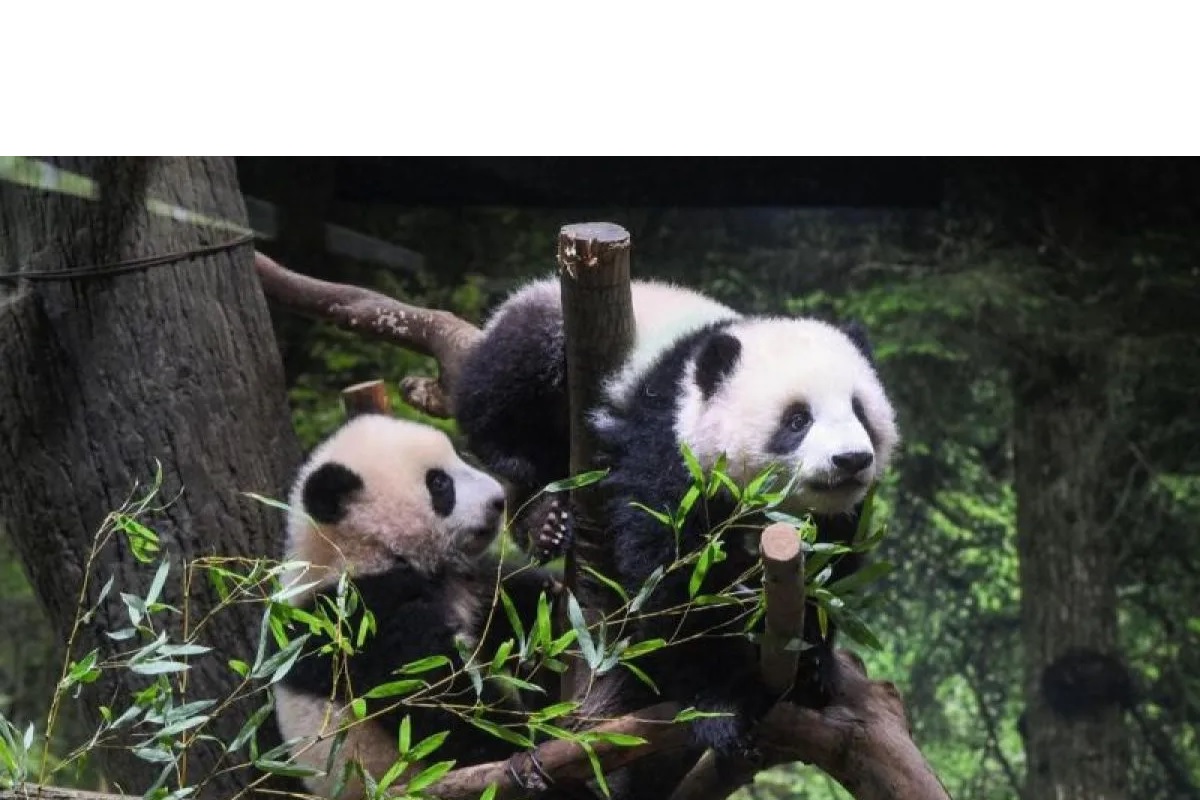Momen Haru di Jepang, Ribuan Warga Antre Ucapkan Selamat Tinggal pada Panda Kembar