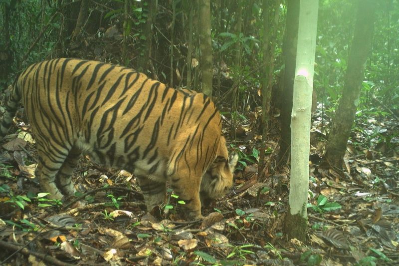 Dua Harimau Sumatera Terekam Kamera Jebak Saat Monitoring di TN Berbak