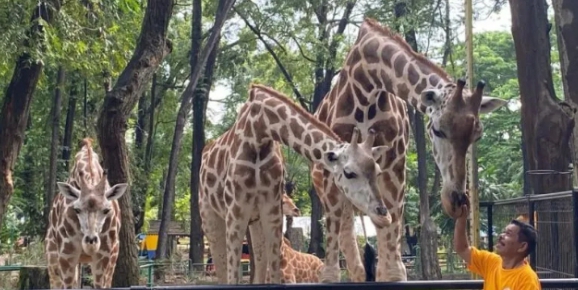 Kebun Binatang Ragunan Diprediksi Dipenuhi 50 Ribu Pengunjung pada Libur Natal 2025