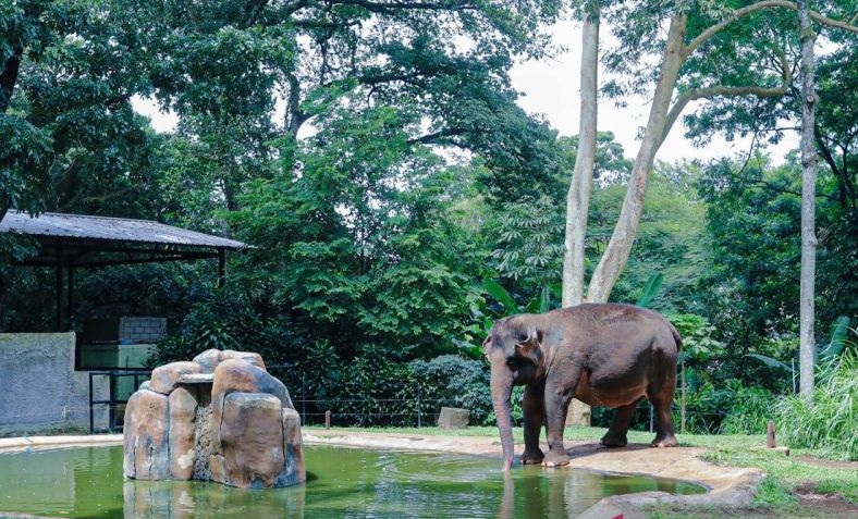 Akhirnya, Ada Opsi Penutupan Bandung Zoo. Tapi Jangan Korbankan Hewan-hewan