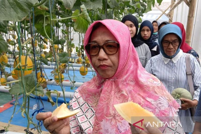 Pemkab Blora Gandeng Petani, Melon Hidroponik Diikutkan di Menu Program MBG