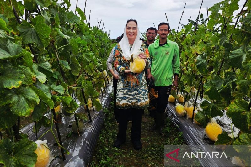 Pemkab Natuna Bantu Petani Melon Pasok Dapur MBG