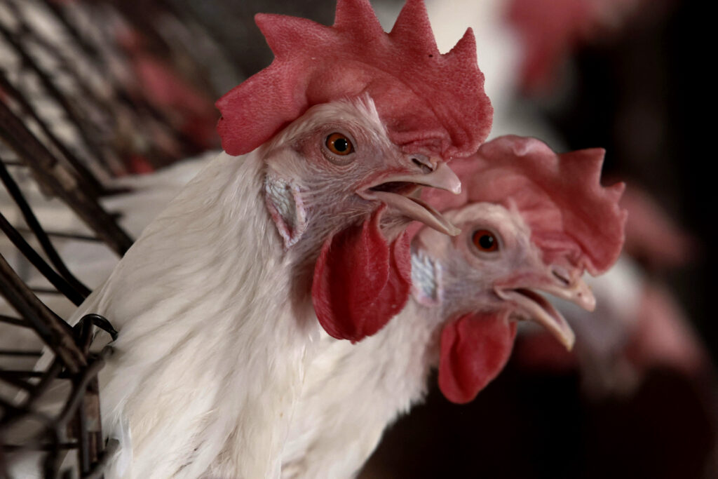 Awal Tahun Jepang Disambut Wabah Flu Burung