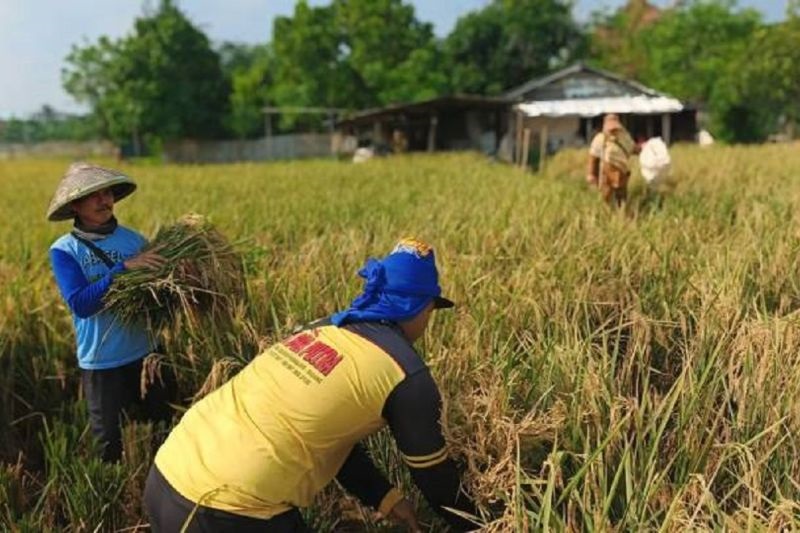 Kelompok Tani di Tangerang Kejar Target 1.600 Ton Gabah Kering