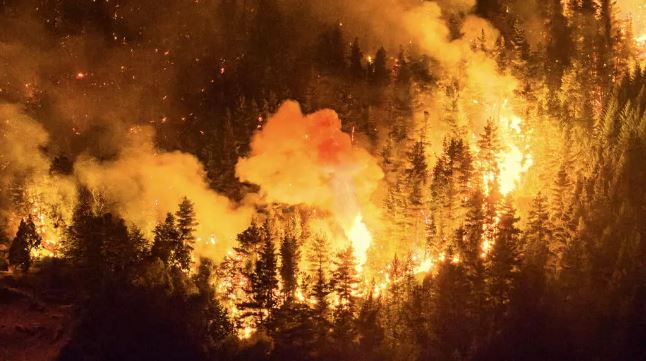 Kebakaran Hutan di Patagonia Argentina Meluas hingga 15.000 Hektare 