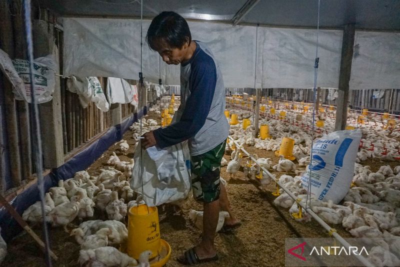 Kejar Kemandirian Pangan: Hilirisasi Unggas Dimatangkan, Sumbawa Masuk Agenda Besar NTB