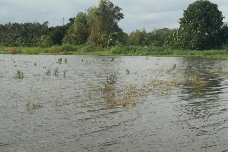 Pemprov Jateng Ajukan Klaim Asuransi untuk Petani Terdampak Banjir di Kudus, Pati, Jepara, dan Grobogan
