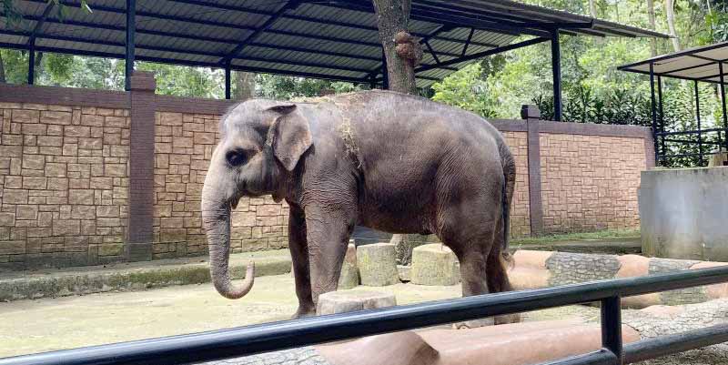 Satwa Bandung Zoo Ditemukan Geopix Diduga Stres, Apa Karena Konflk Pengelolaan?