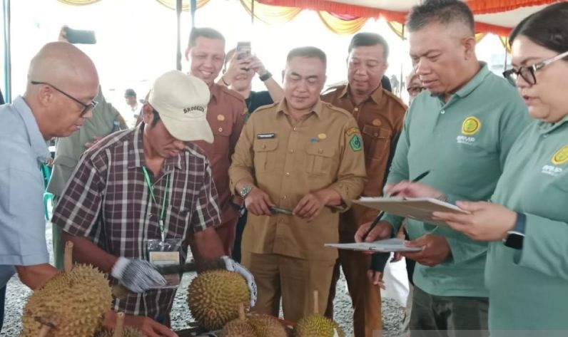 Durian Rejang Lebong Disiapkan Jadi Ikon, Pemprov Bengkulu Restui Festival Rutin